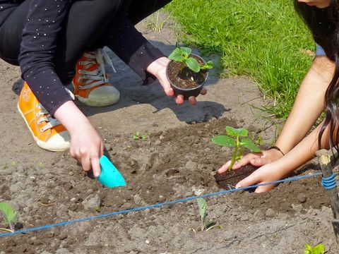 Kinder beim Pflanzen