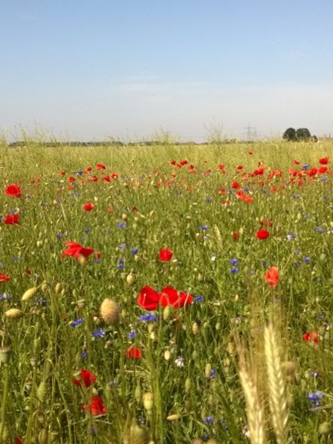 Sommerblumen am Weg von lindenberg nach Karow Nord