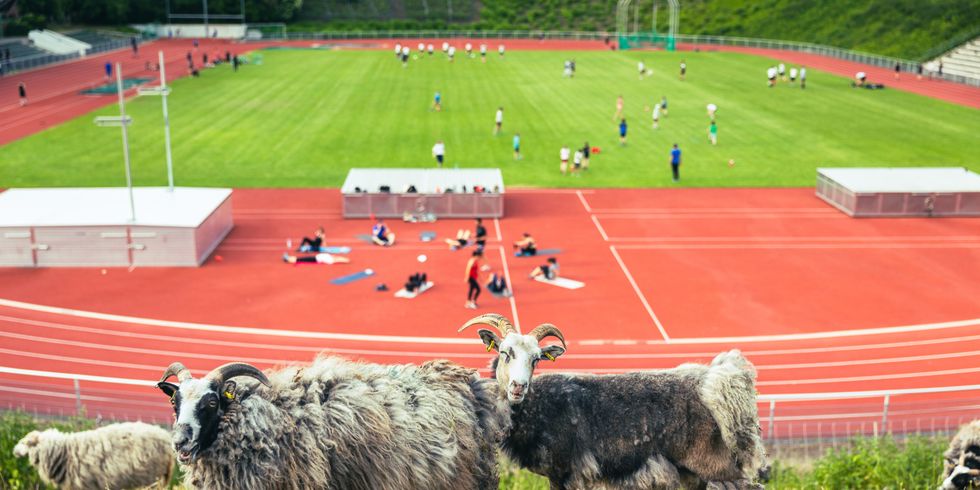 Drei Schafe auf der Böschung. Im Hintergrund werden verschiedene Sportarten im Stadion Wilmersdorf ausgeübt.
