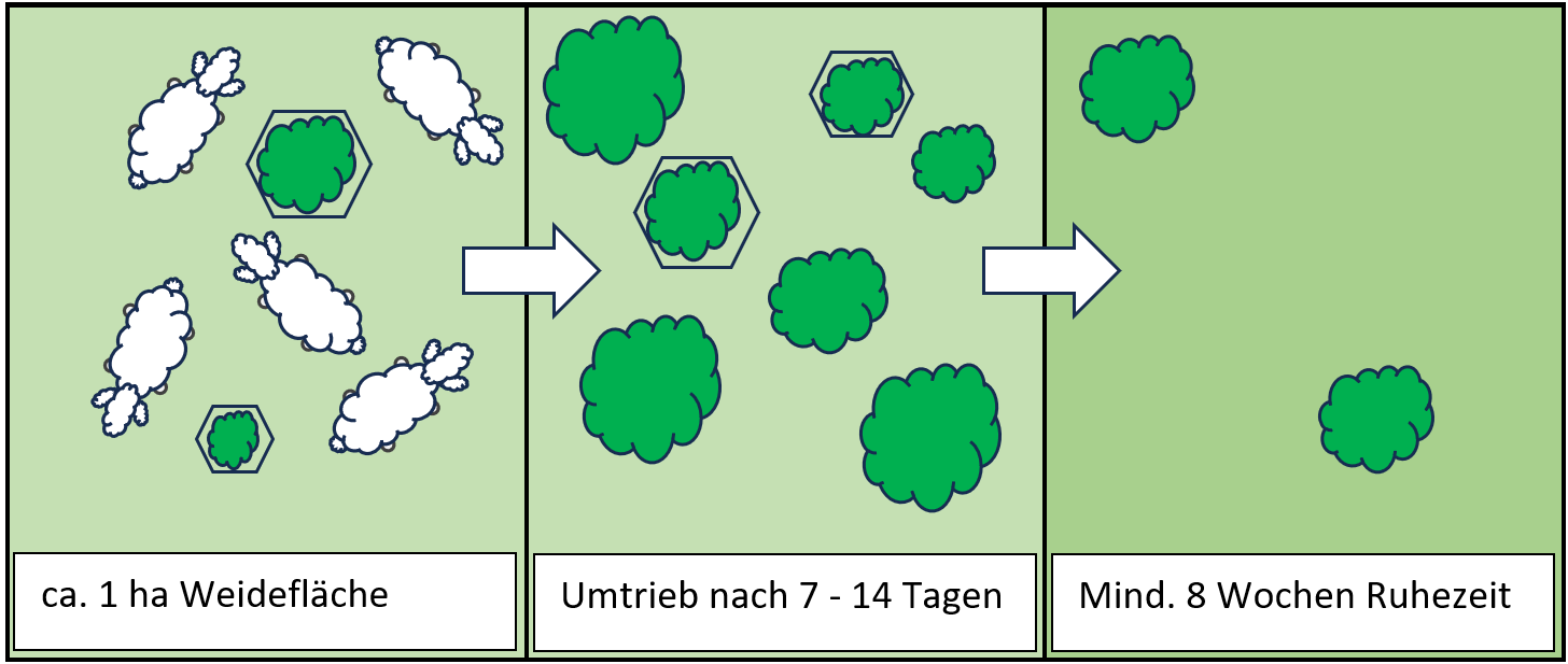 Weideschema Beweidung Volkspark Rehberge