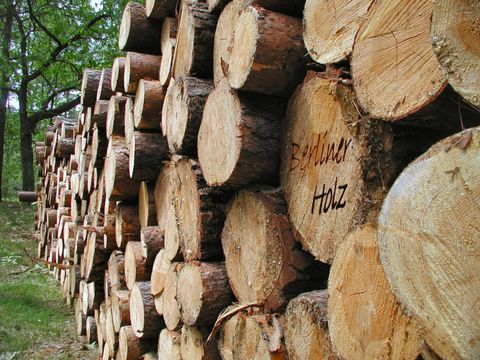 Holzstapel im Wald