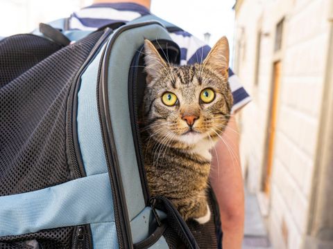 Katze in Transporttasche