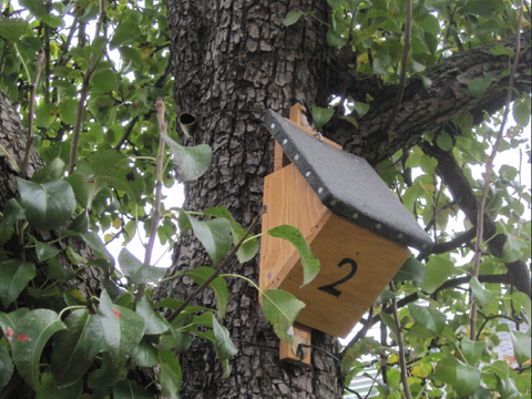 Nistkasten für Baumläufer