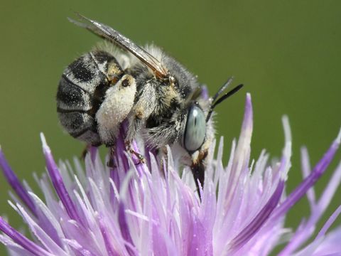 Weibchen der Dünen-Pelzbiene (Anthophora bimaculata), eine in Berlin gefährdete Art. (Bild: Hannes Petrischak)
