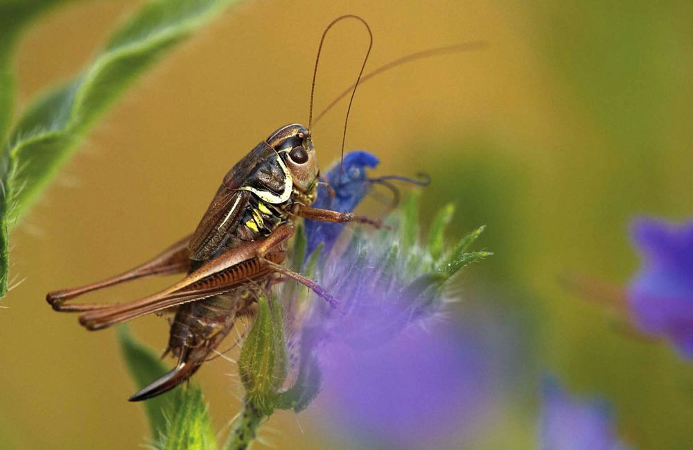Die Roesels Beißschrecke bewohnt gern Wiesen und ernährt sich vor allem von Gräsern. (Bild: Josef Vorholt)