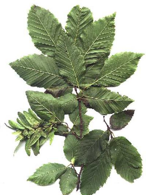 Hainbuche - Blätter einer Hainbuche