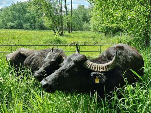 Nun fressen sie wieder: Die Wasserbüffel im Tegeler Fließ (Bild: BA Reinickendorf)