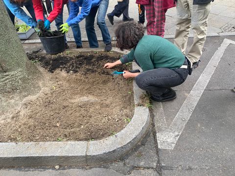 Erde wird auf einer Baumscheibe ausgelegt und von Frau Stamm-Grossjohann geharkt