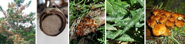 v.l.n.r.: Diplodiatriebsterben an Kiefer, Verticillium an Acer saccharinum, Wachholderrost, Mehltau an Stauden, Hallimasch: junge Fruchtkörper