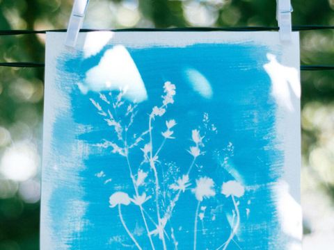 Cyanotypie-Bild hängt zum Trocknen auf der Leine. Blauer Hintergrund und Blumenmotive.