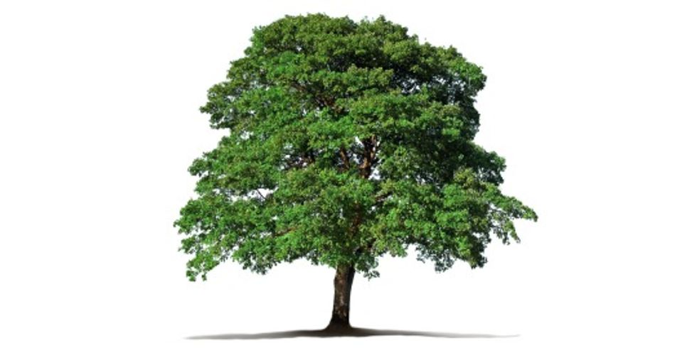 grüner Baum