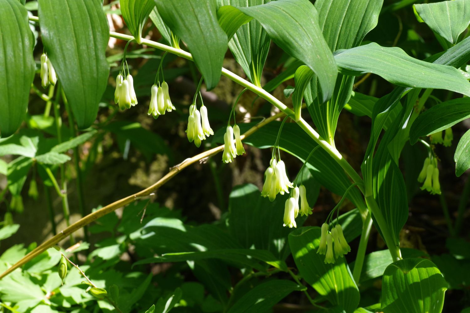 Vielblütige Weißwurz (Polygonatum multiflorum)