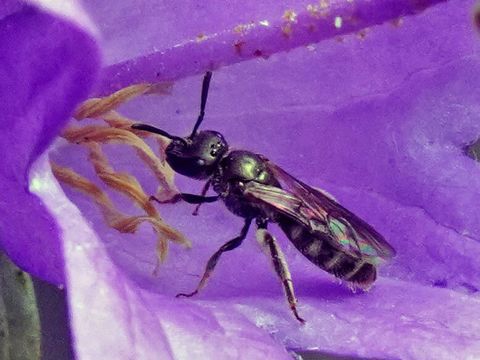 Eine Wildbiene auf einer Blüte - Wildbienen erkennen und fördern