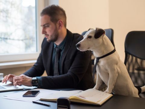 Hund im Büro