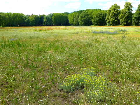 catcherwiese_rehberge-neu