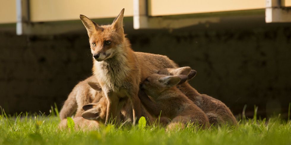 Fuchsfamilie