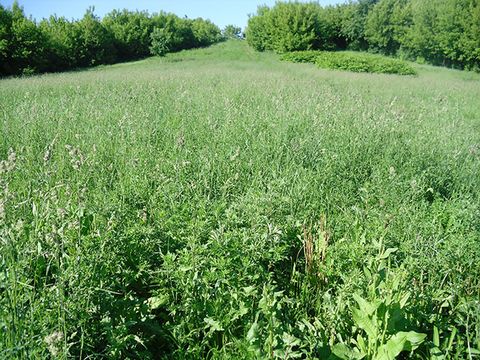 Blick auf den Wiesenhang des Volksparks Prenzlauer Berg