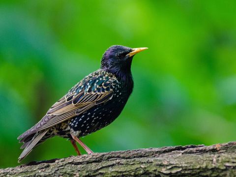 ein Star auf einem Ast im Grünen