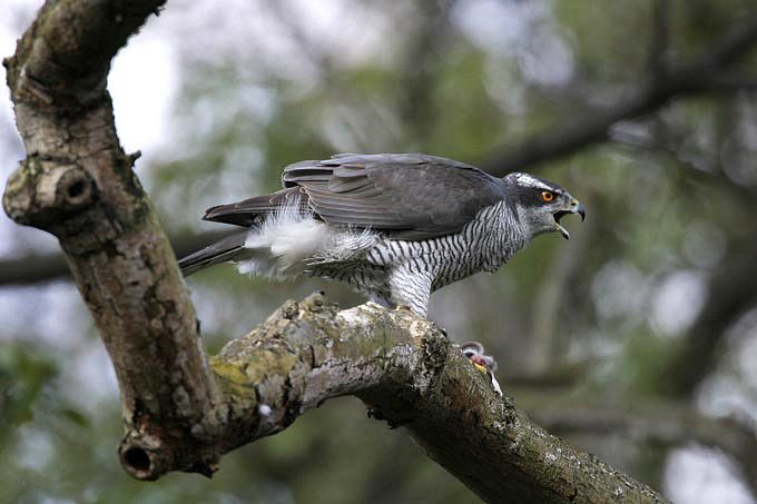 Habicht (Accipiter gentilis)