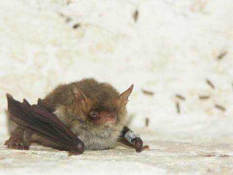Fransenfledermaus (Bild: BAT e.V.)
