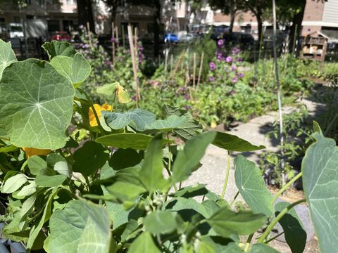 268. Kiezspaziergang Gemeinschaftsgarten neben der Mierendorff-Grundschule
