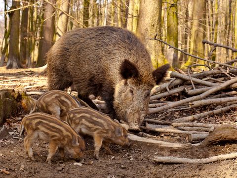 Wildschweine Bache und Frischlinge