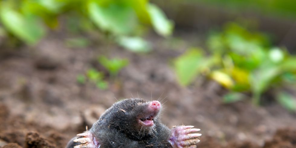 Maulwurf steckt sein Kopf aus der Erde