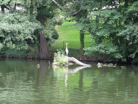 Bild 05 - Fischreiher
