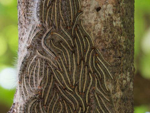 Eichenprozessionsspinner am Baum