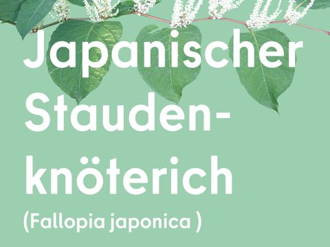 Japanischer Staudenknöterich