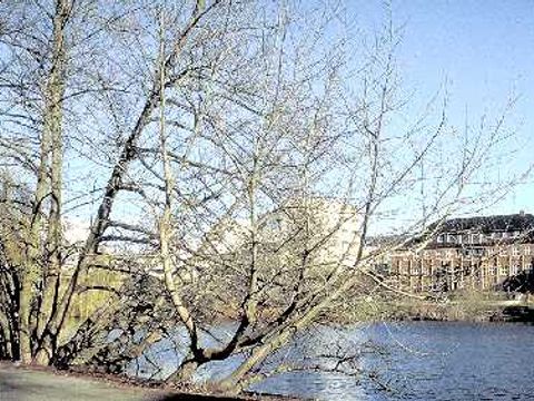 Kaukasische Flügelnuss - Flügelnussbaum