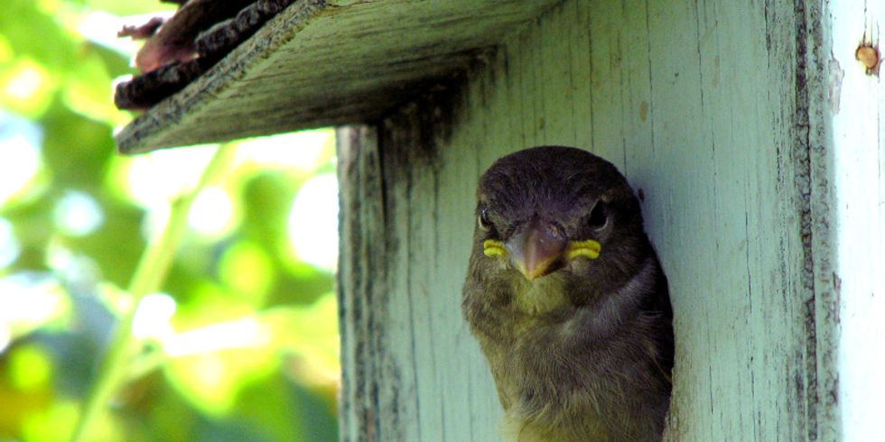 Vogel guckt aus Vogelhäuschen