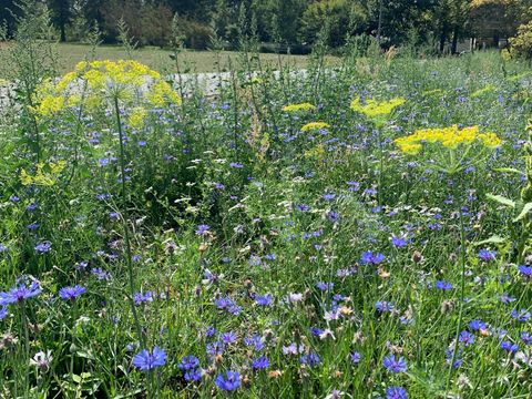 Ein breiter Grünstreifen mit unzähligen verschiedenen blühenden Pflanzen säumt einen Parkweg. Leuchtend blaue Kornblumen und die langen Stängel gelber wilder Fenchelblüten ragen zwischen dicht wachsenden Wildgräsern auf. Im Hintergrund begrenzen üppig grüne Bäume und Büsche eine Wiese.