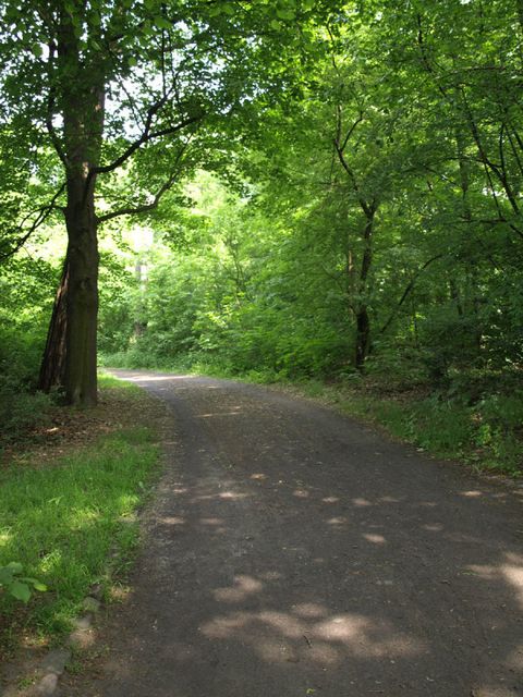 Ein Blick ins endlose Grün des Heinrich-Laehr-Parks.