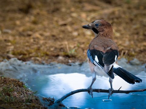 Ein bunter Eichelhäher steht auf einem Ast am Wasser