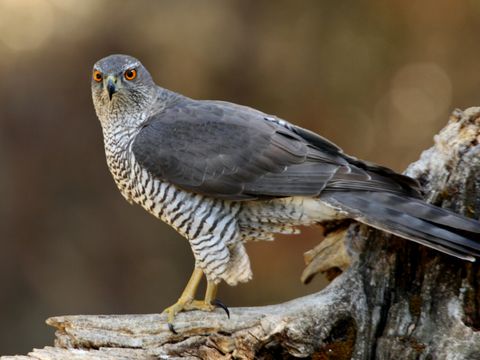 Habicht (accipiter gentilis)
