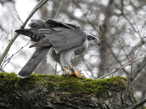 Ein ausgewachsener männlicher Habicht der in Friedrichshain-Kreuzberg ansässig ist