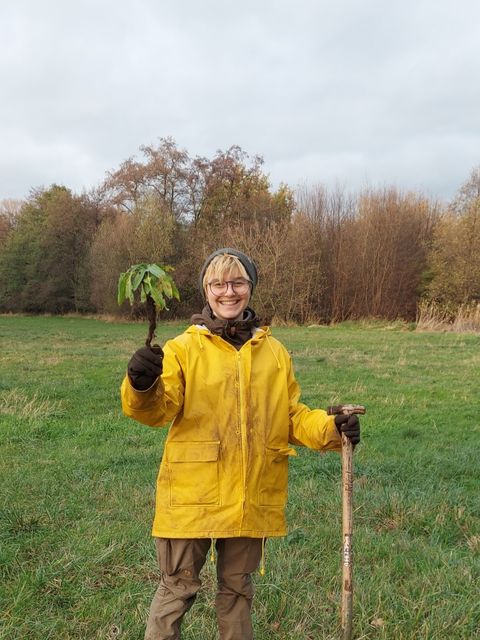 Zackenschötchen Entfernung