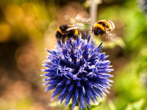 Hummel auf Blüte