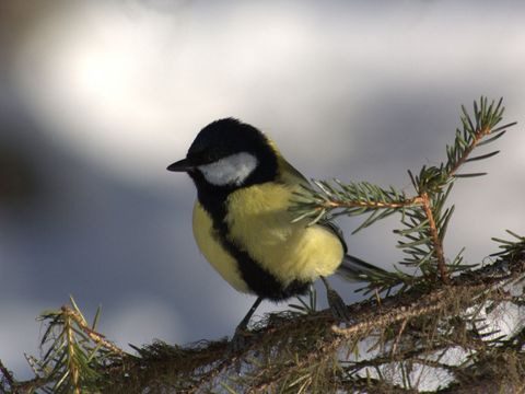 Kohlmeise auf einem Nadelbaum