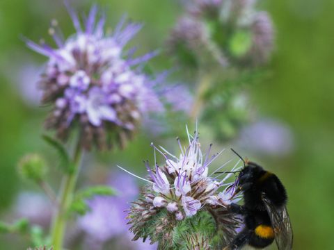 Hummel auf Blume