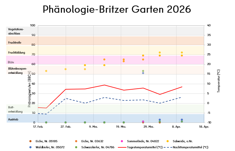 Im Diagramm werden die wöchentlich erfassten Phänologiestufen (BBCH) bestimmter Baumarten in Abhängigkeit der Tages- (durchgehend roter Graph) und Nachttemperaturmittel (blau gestrichelter Graph) abgebildet. Die Pflanzentwicklung ist punktförmig dargestellt (Eichen rot und orange, Sommerlinde violett, Salweide gelb, Waldkiefer blau, Schwarzkiefer grün). Die Phänologiestufen sind mit verschiedenen Farben unterlegt worden (Austrieb blau, Blattentwicklung grün, Blütenknospen schwach rot, Blüte violett, Fruchtbildung gelb Fruchtreife braun, Vegetationsende grau). Die Einteilung der Phänologiestufen findet sich links, die Temperaturskala (°C) ist rechts.