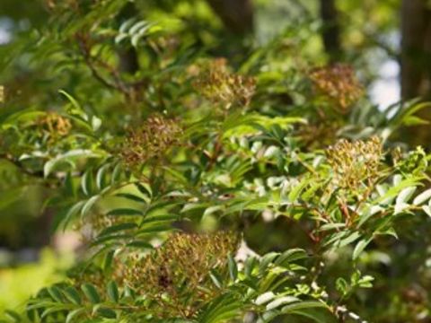 Blüten und Blätter des Speierlings