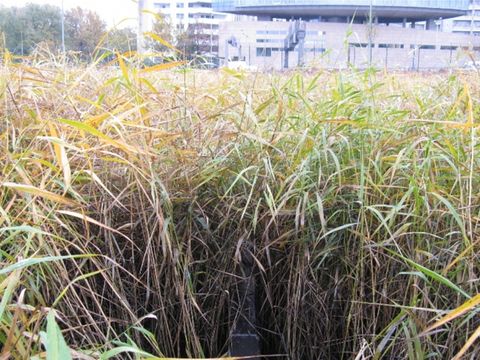 Bild 13 - Feinsedimente unter dem Vegetationsdach