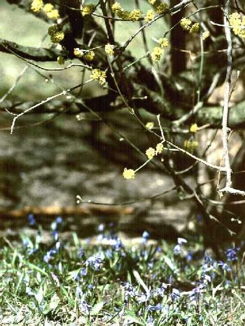 Kornelkirsche - Blüten der Kornelkirsche