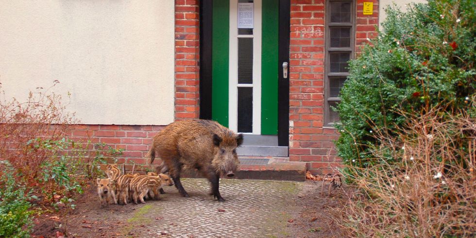 Bache mit Frischlingen im Wohngebiet