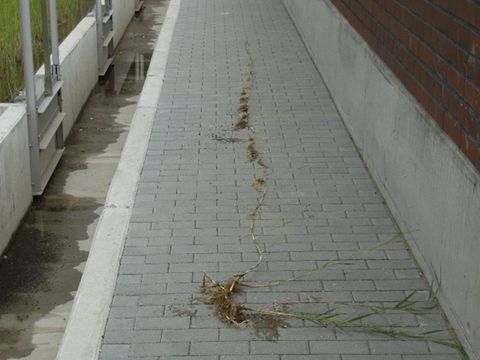 Bild 10 - Schilfpflanze mit Legehalmen
