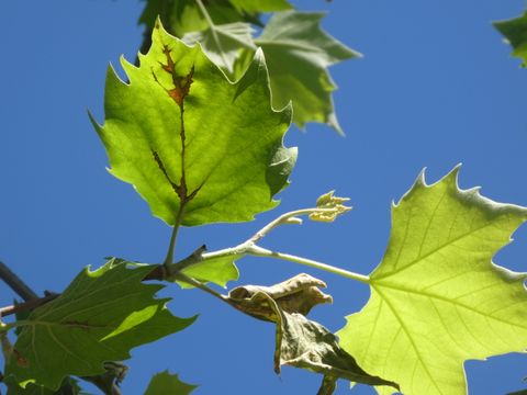 Schwärzliche Verfärbungen am Blattwerk der Platane (Bild: Pflanzenschutzamt Berlin)