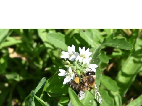Foto von der Seewiese