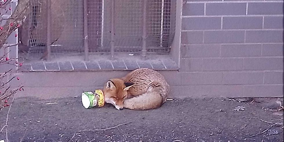 Fuchs am Tempelhofer Ufer